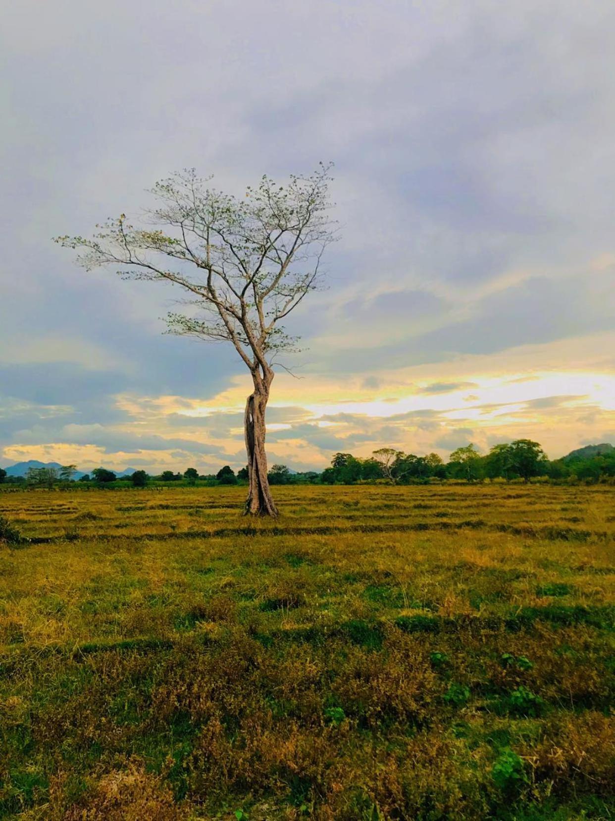 Ceylon Breeze Sigiriya Otel Dış mekan fotoğraf